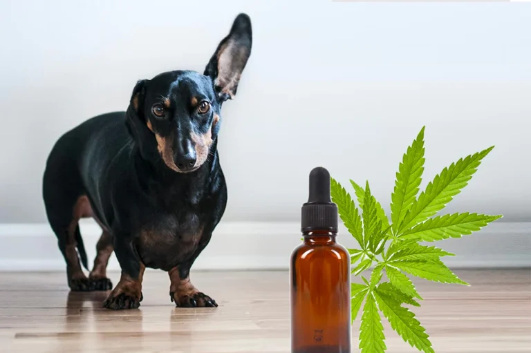 How To Identify A Reliable Vendor To Buy CBD Oil For Dogs?