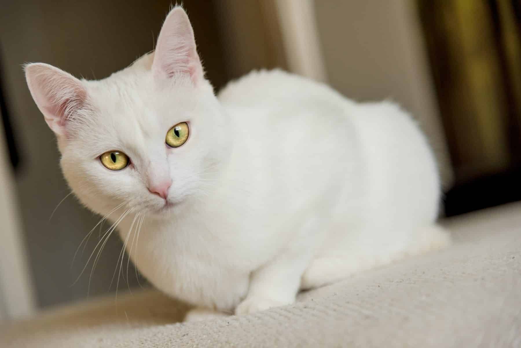 Best Names for White Cats 