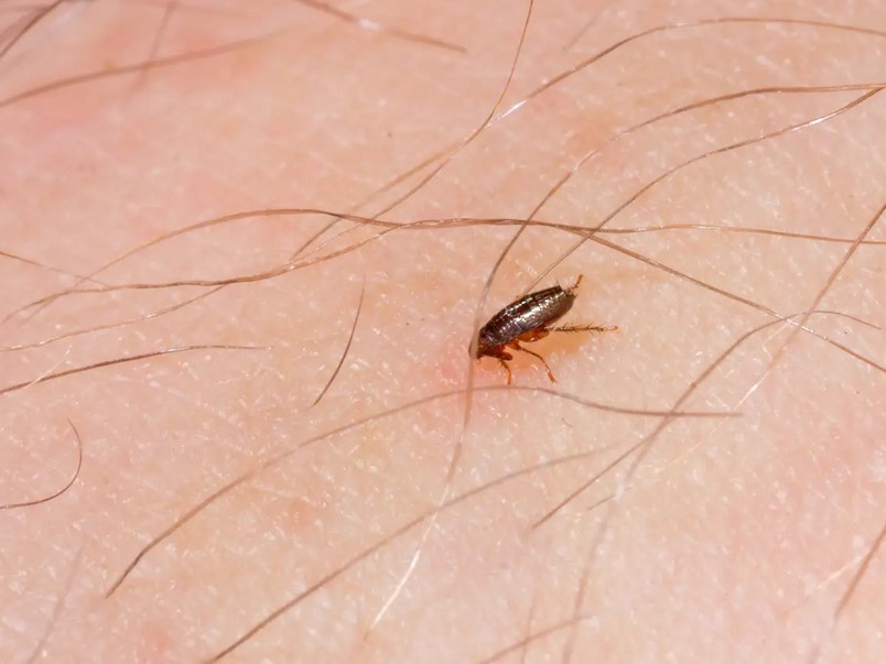 Is There a Need for Fleas’ Extermination?