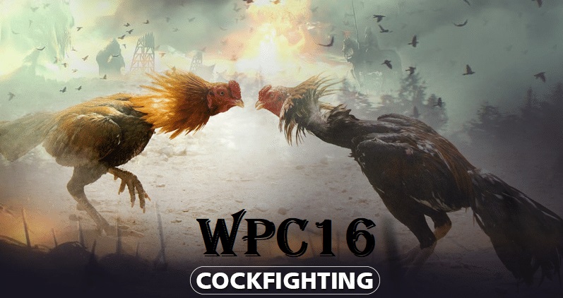 How to Login and Register on Wpc16 com dashboard Best Platform Login WPC16 & 18