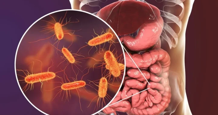The Gut-Brain Connection Explained Without the Medical Jargon