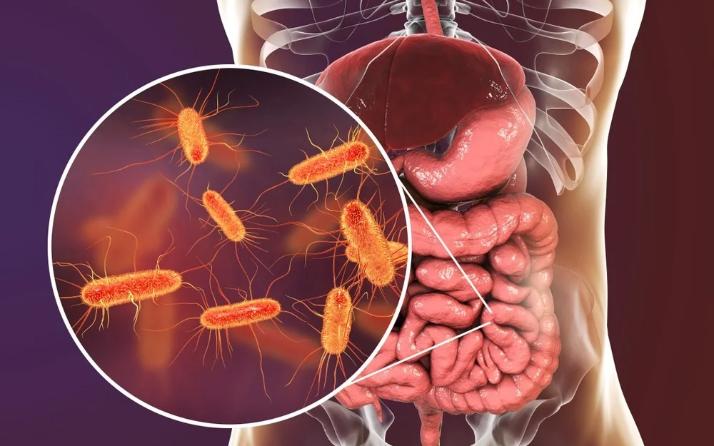 The Gut-Brain Connection Explained Without the Medical Jargon