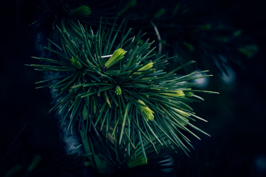 Enhance Your Whisky Experience with Cedar Spill